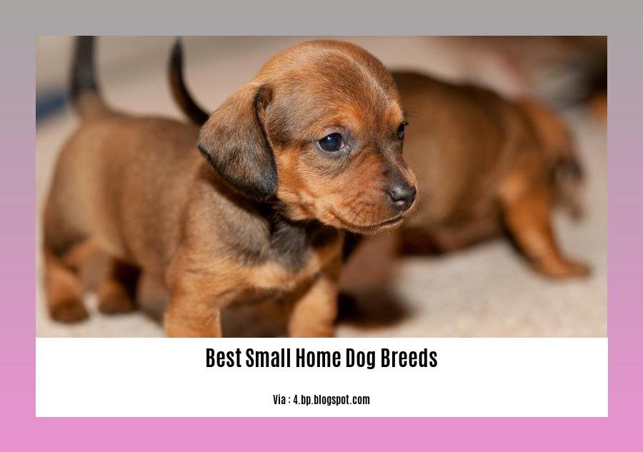 Best small home dog breeds