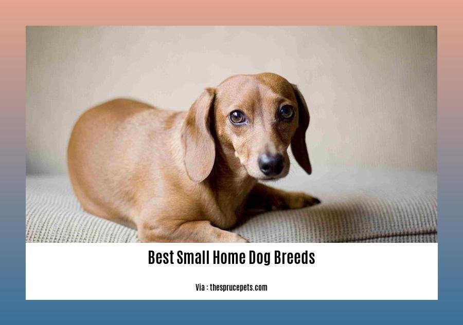 Best small home dog breeds