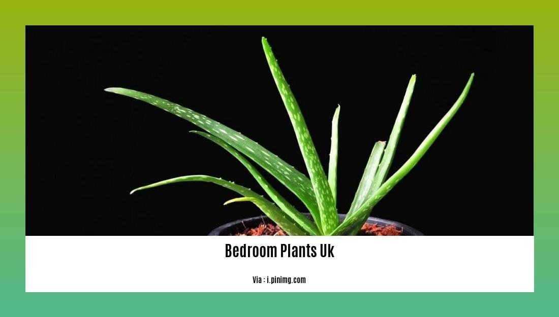 bedroom plants uk