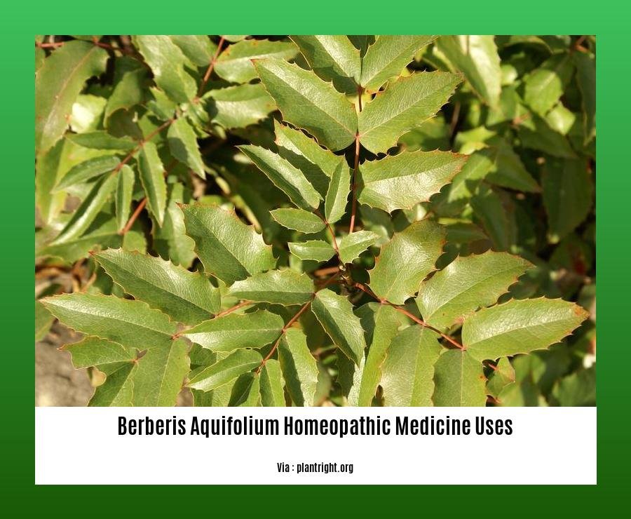 Berberis aquifolium homeopathic medicine uses