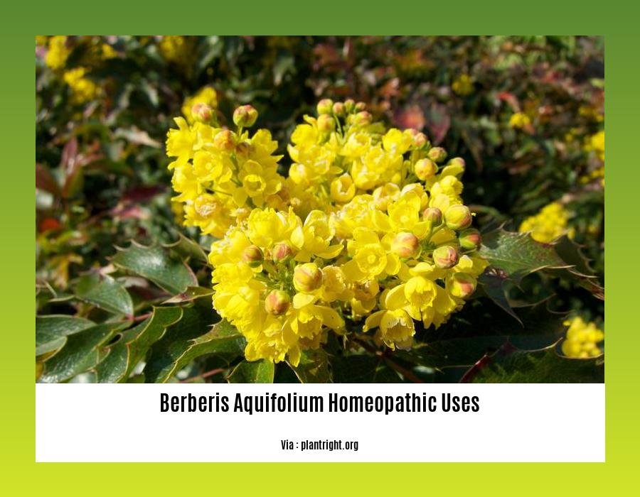 Berberis aquifolium homeopathic uses