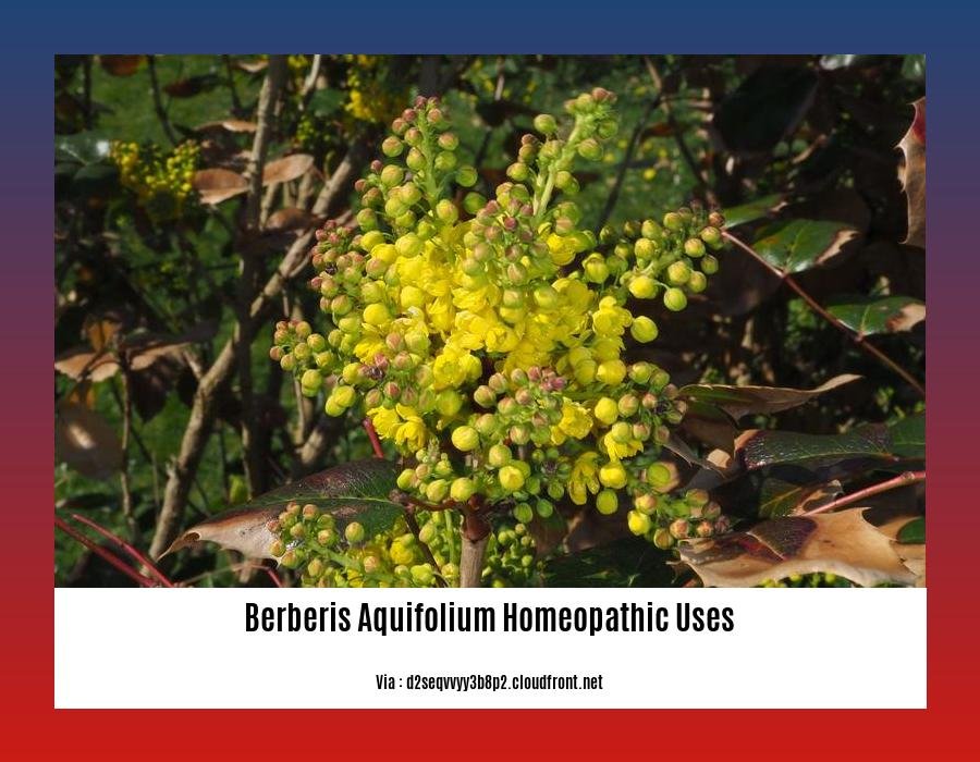 Berberis aquifolium homeopathic uses