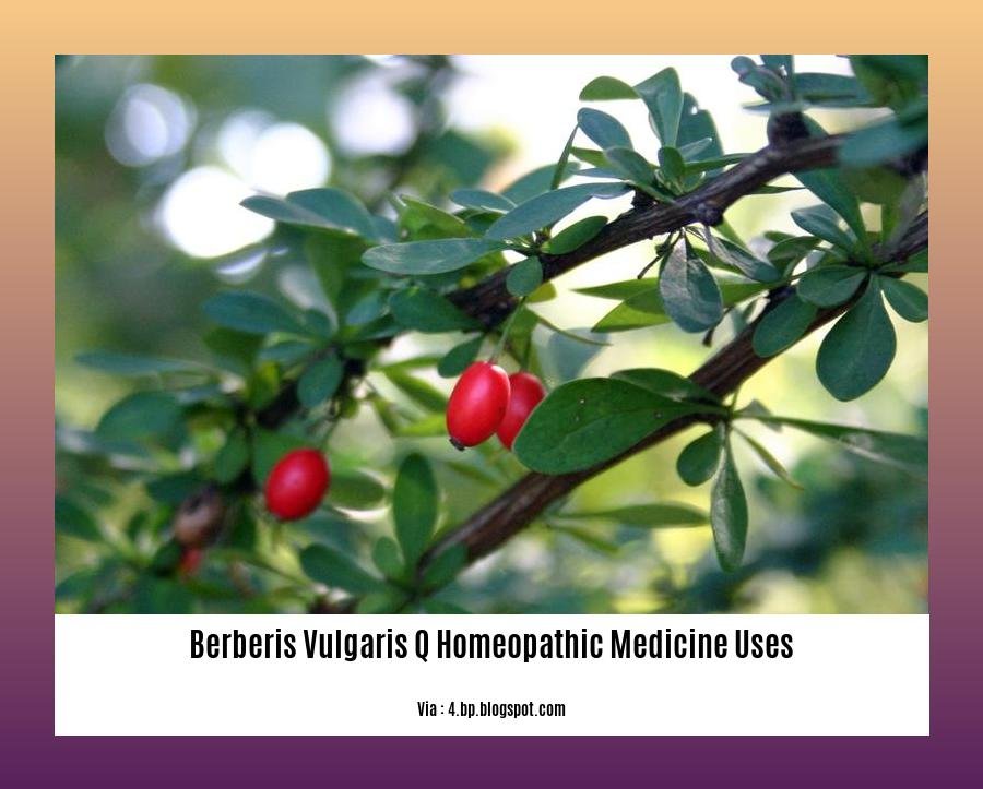 Berberis vulgaris q homeopathic medicine uses