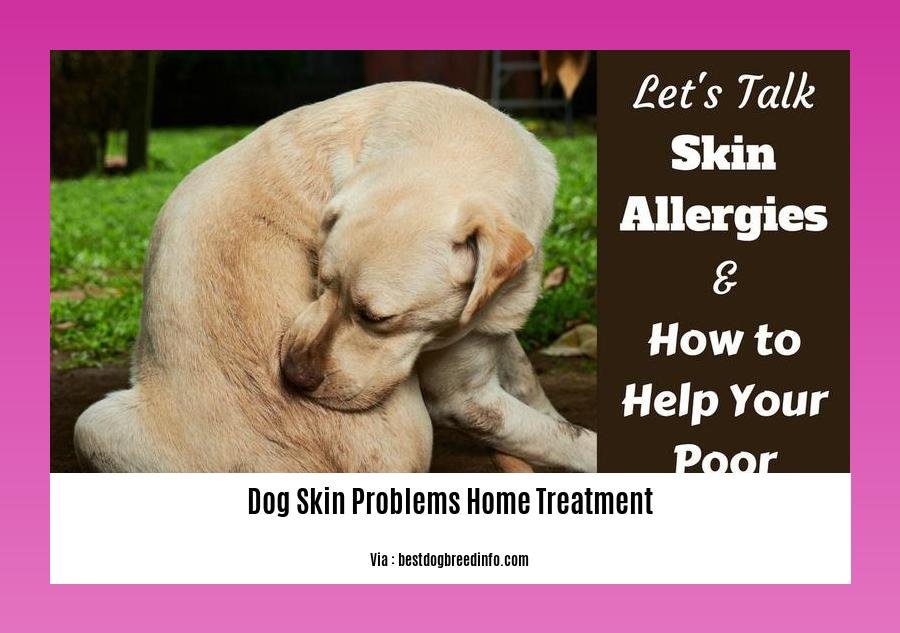 dog skin problems home treatment