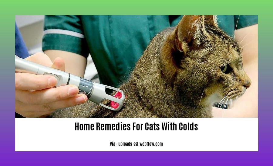 home remedies for cats with colds