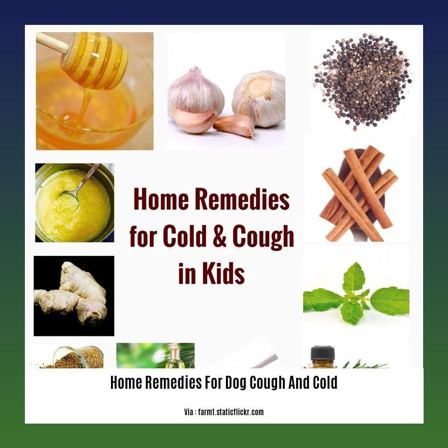 home remedies for dog cough and cold