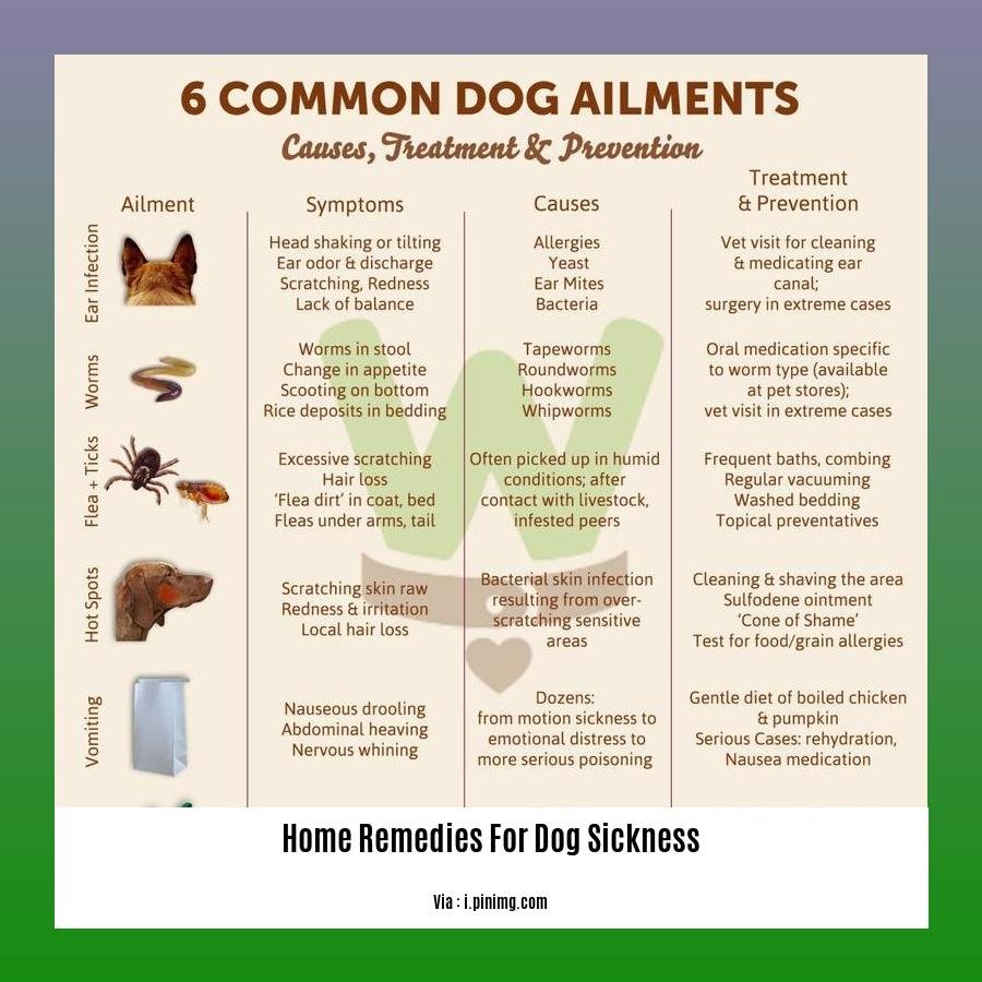 home remedies for dog sickness