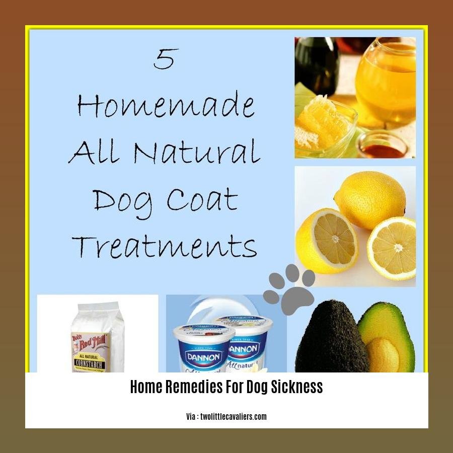 Home Remedies for Dog Sickness Natural Solutions for Canine Ailments