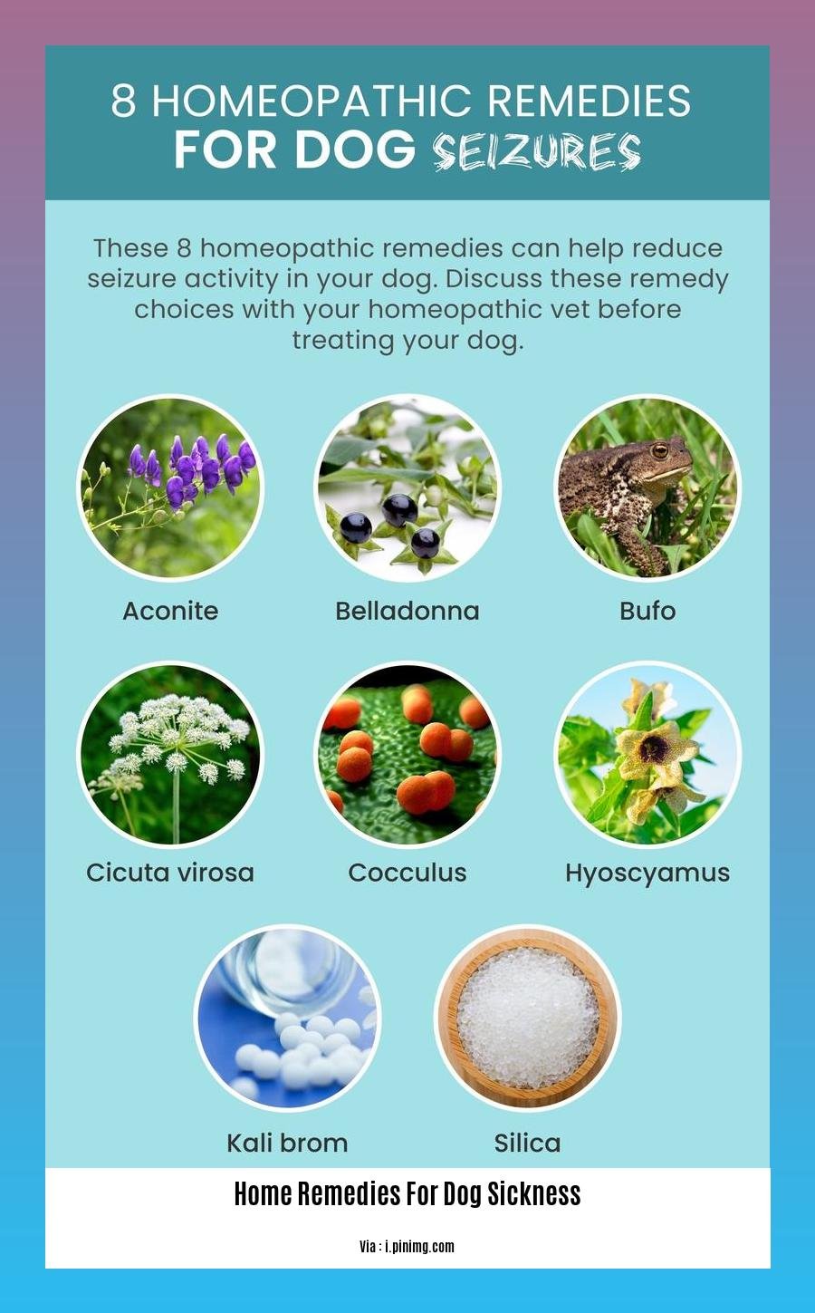 home remedies for dog sickness
