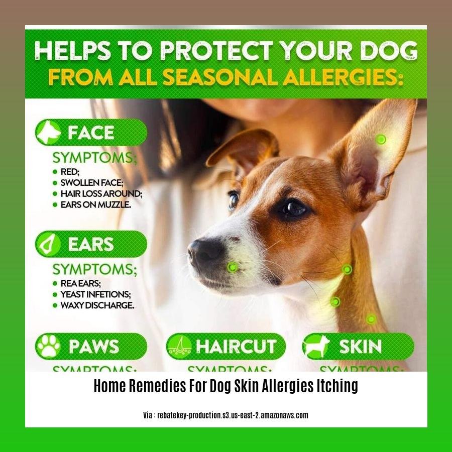 home remedies for dog skin allergies itching