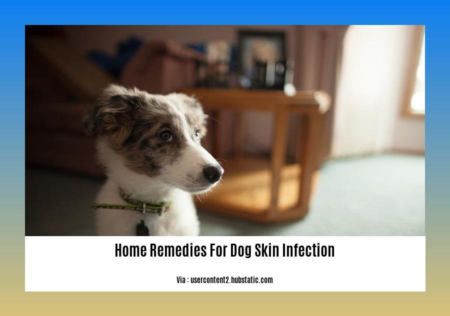 home remedies for dog skin infection