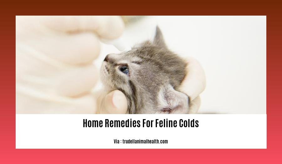 home remedies for feline colds