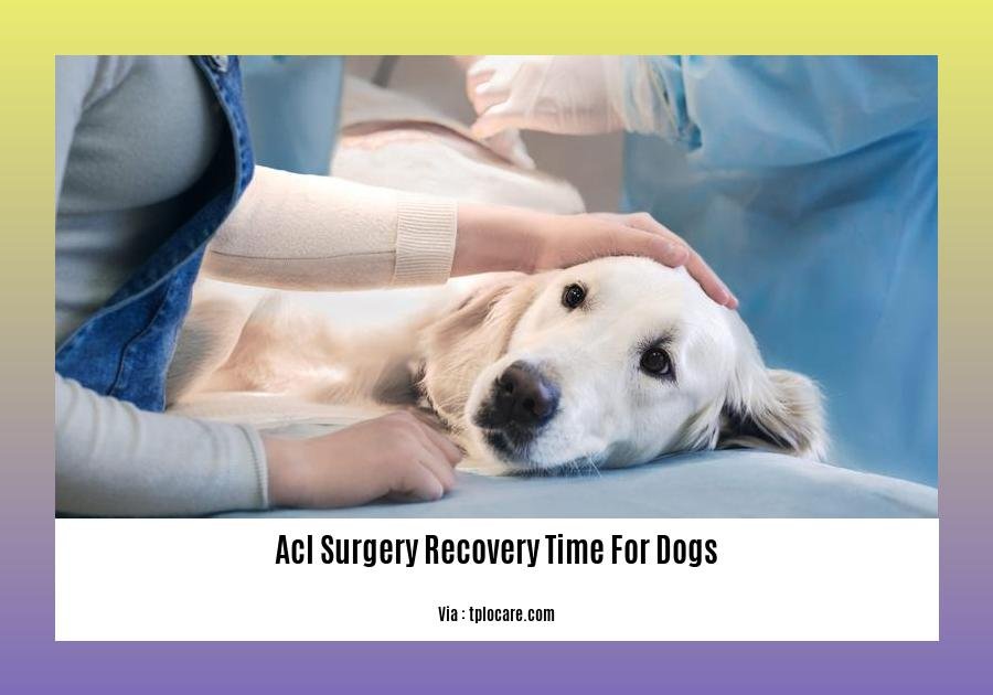 acl surgery recovery time for dogs