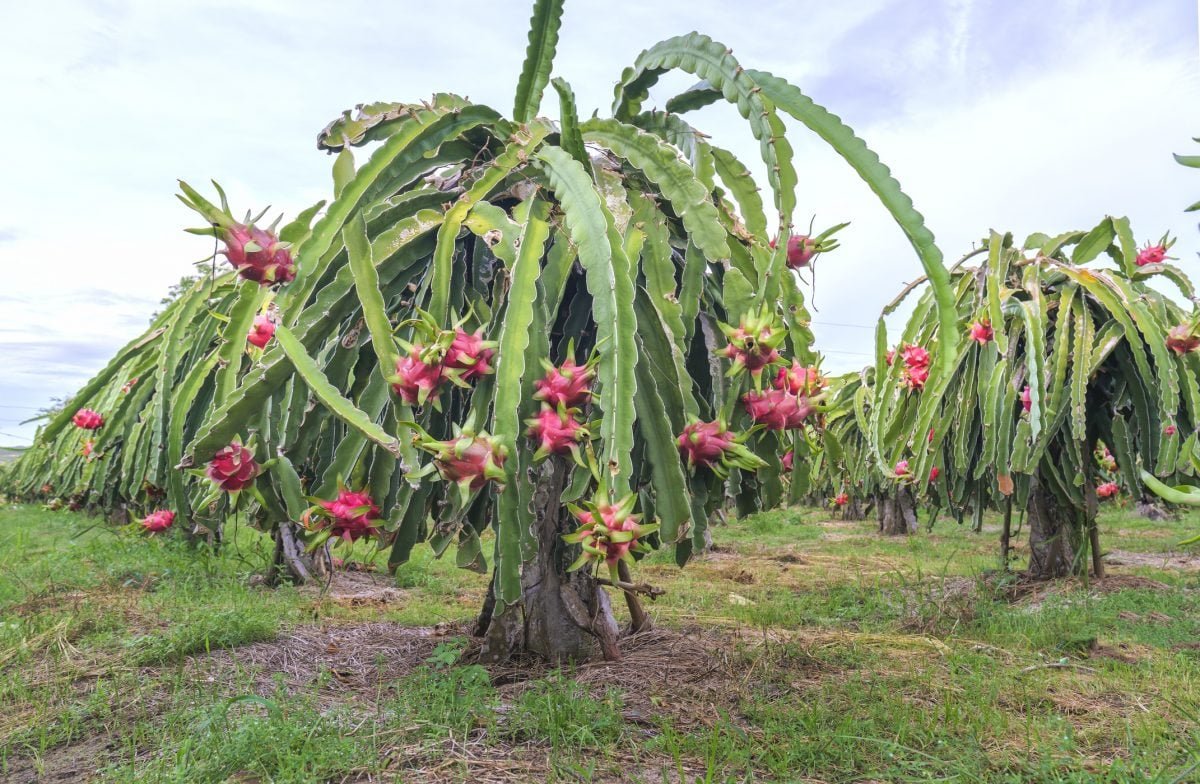 best fruit plants for home garden india