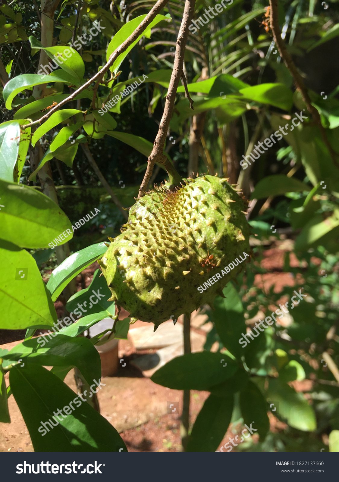 best fruit plants for home garden kerala