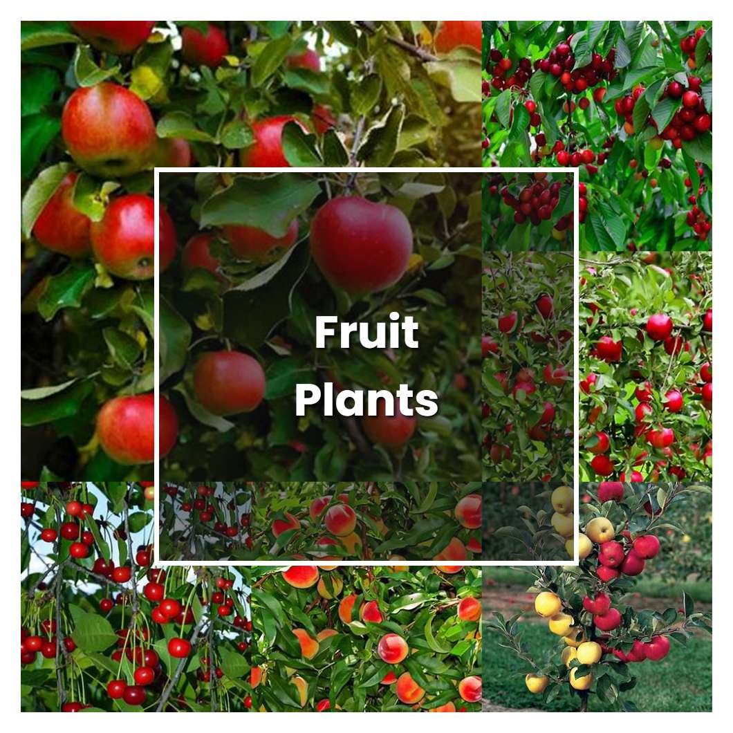 best fruit plants to grow at home in india