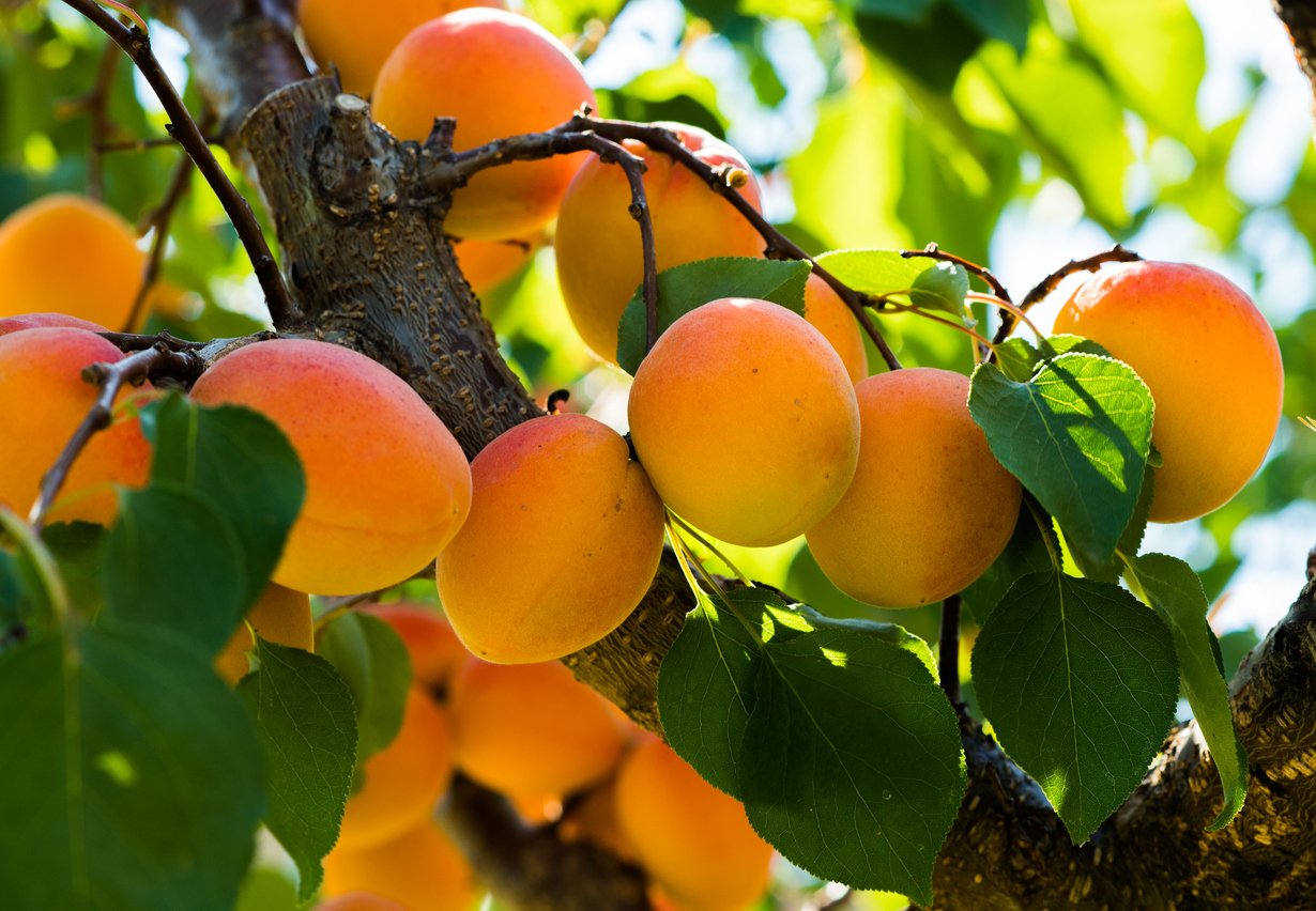 best fruit plants to grow at home in india