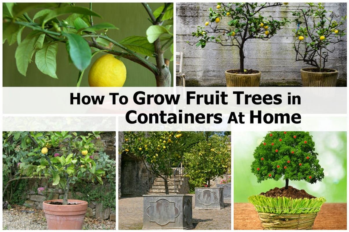 best fruit trees to grow at home in india