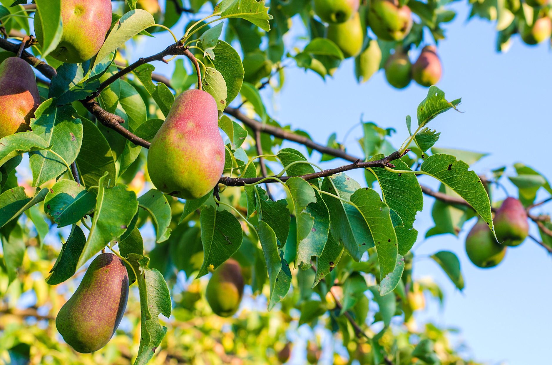 best fruit trees to grow at home in india