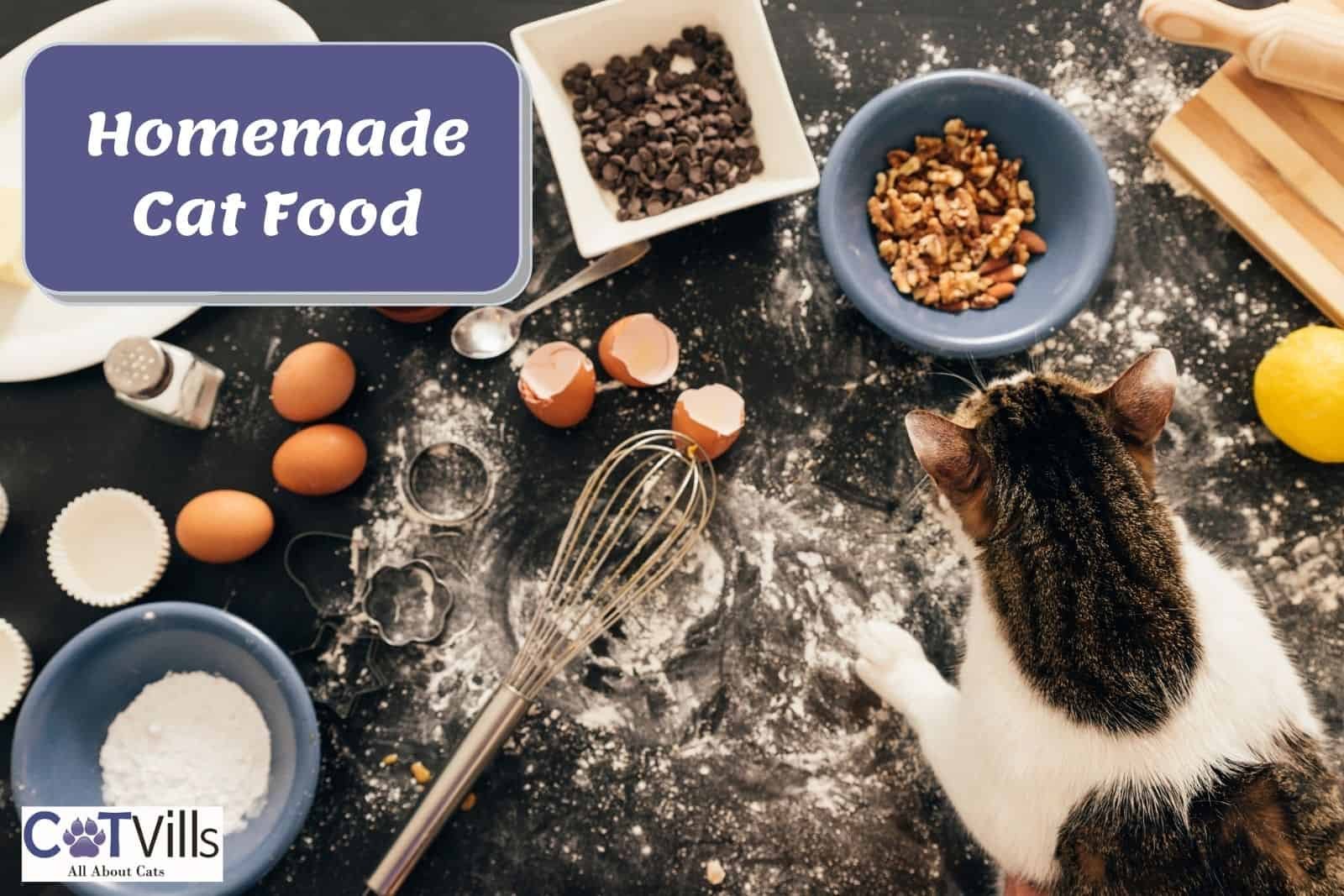 best homemade cat food recipe