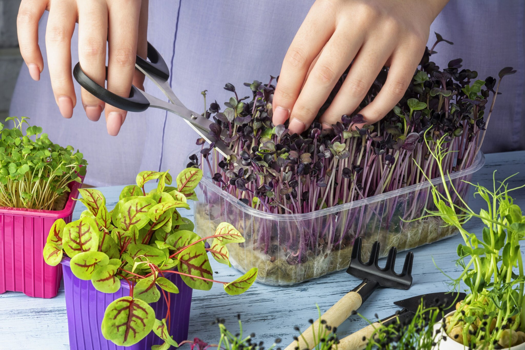 best microgreens to grow at home