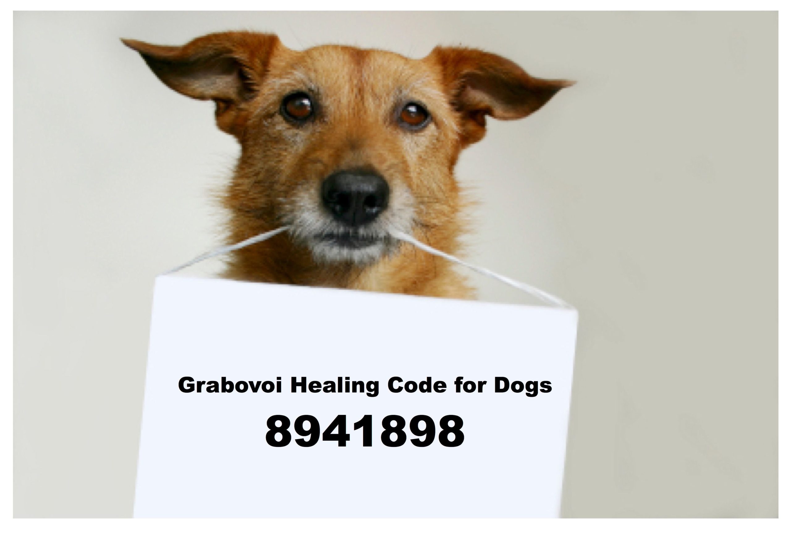 home again pet recovery phone number