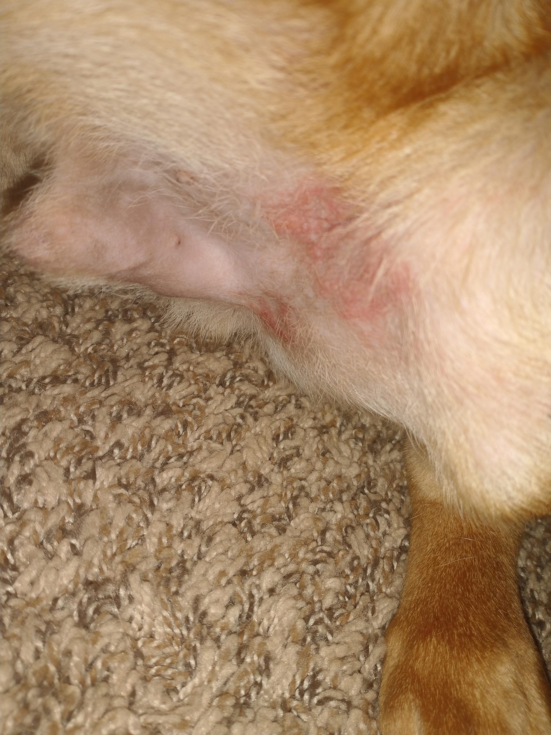 home remedies for skin rash on dogs
