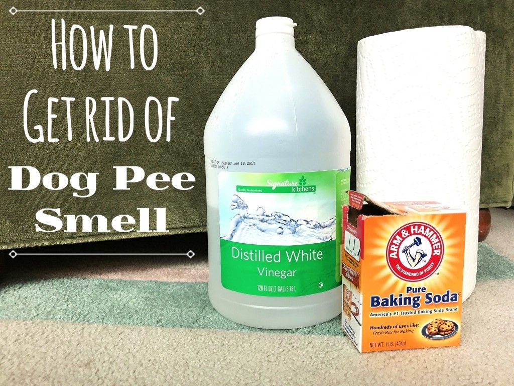 home remedies for smelly dog