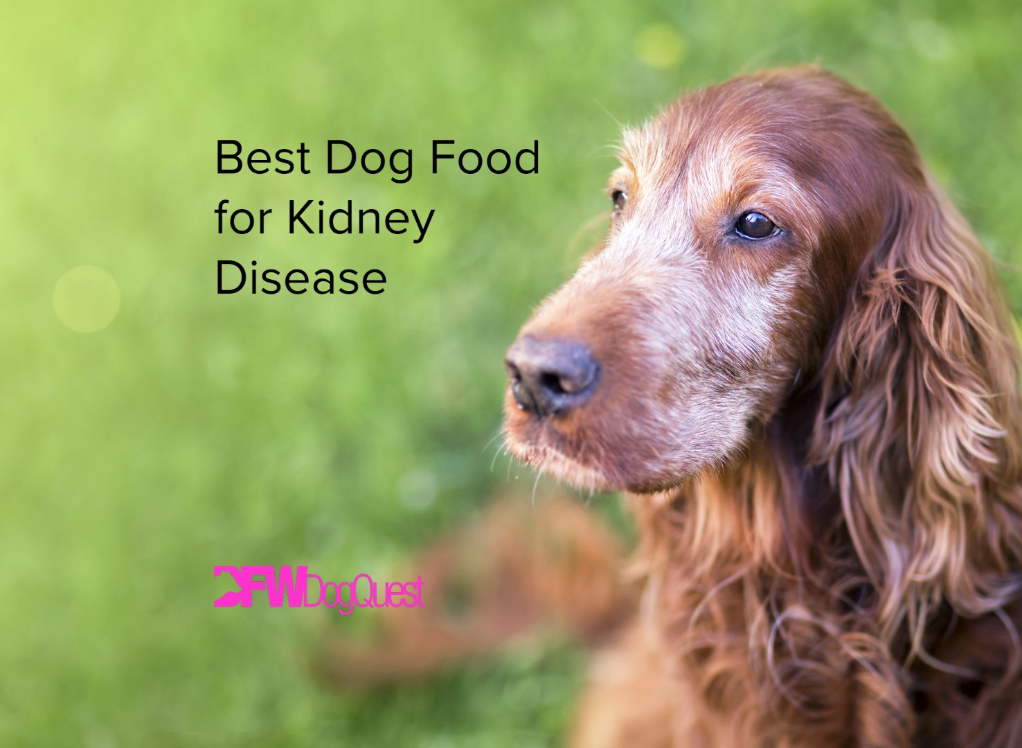 homemade dog food for dogs with kidney disease