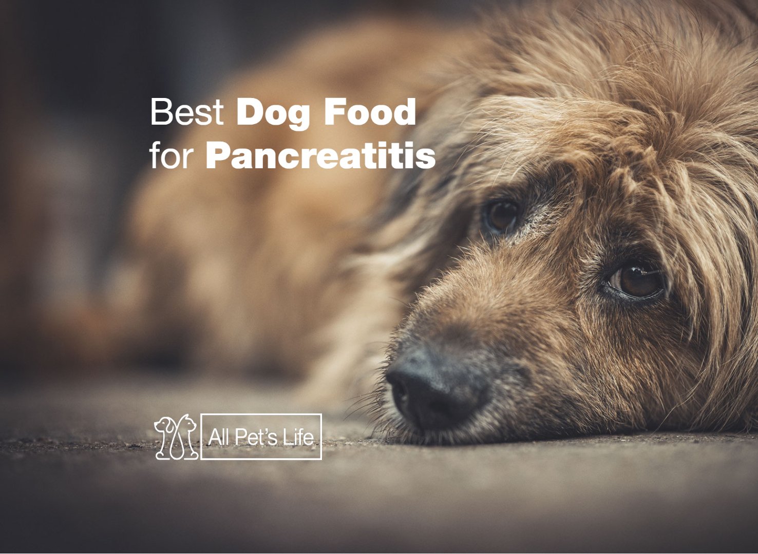 homemade dog food for pancreatitis