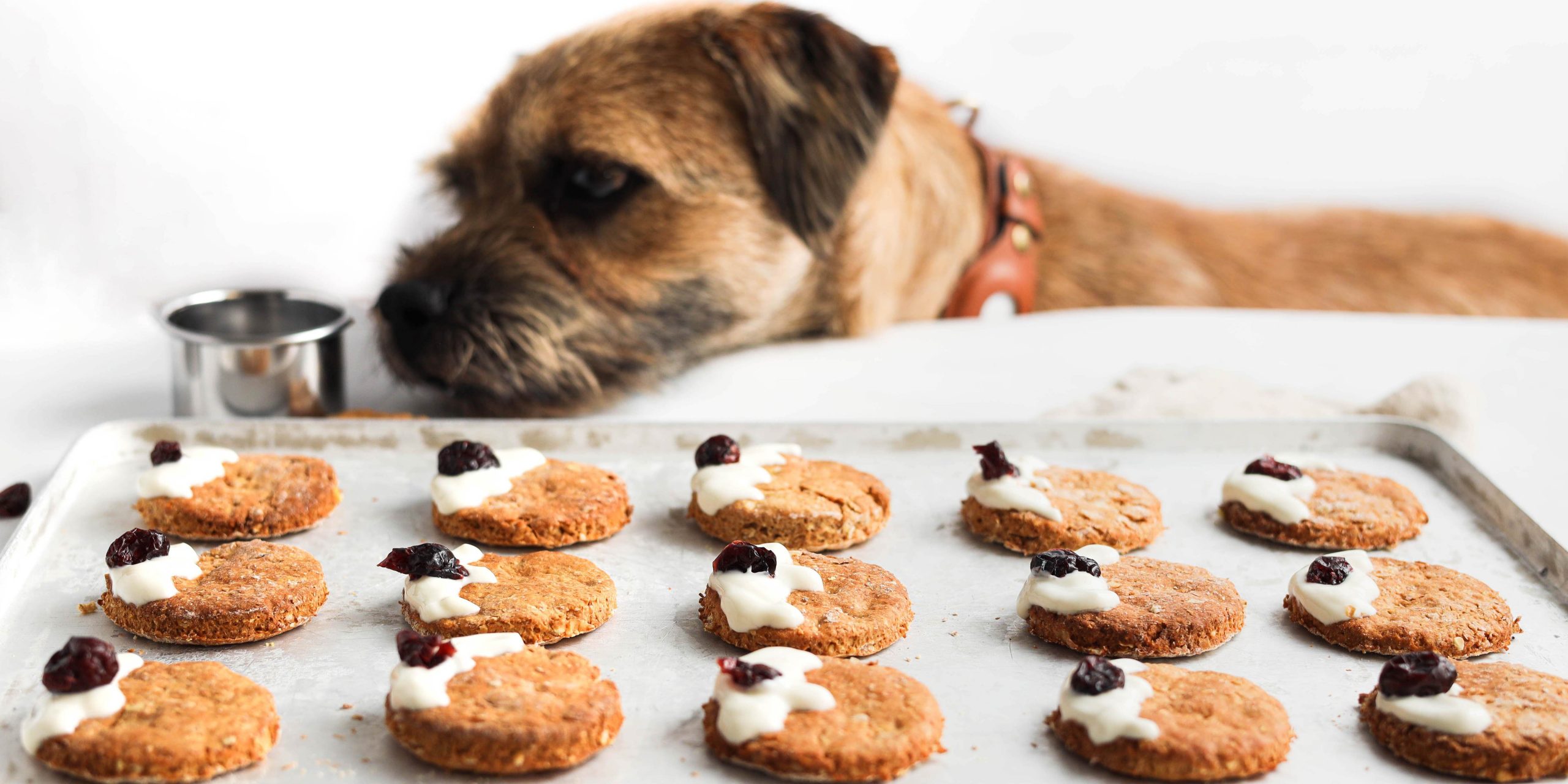homemade dog treats that don t need to be refrigerated