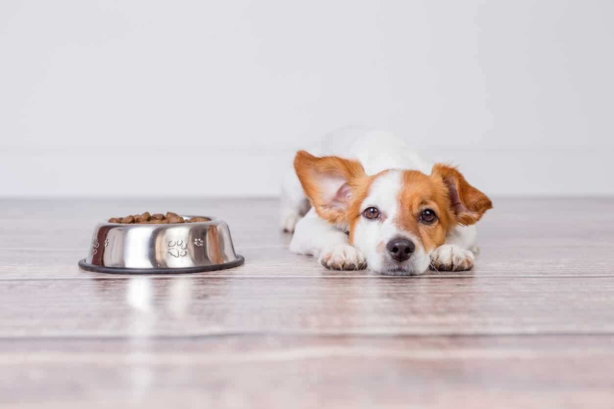 homemade food for dog with kidney disease