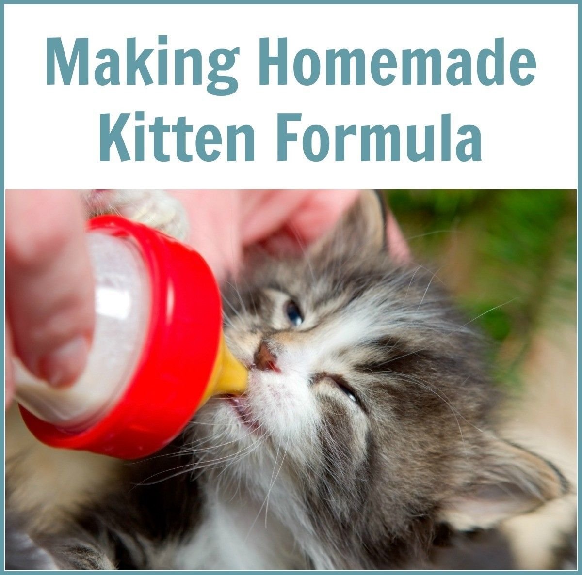 homemade kitten food recipe