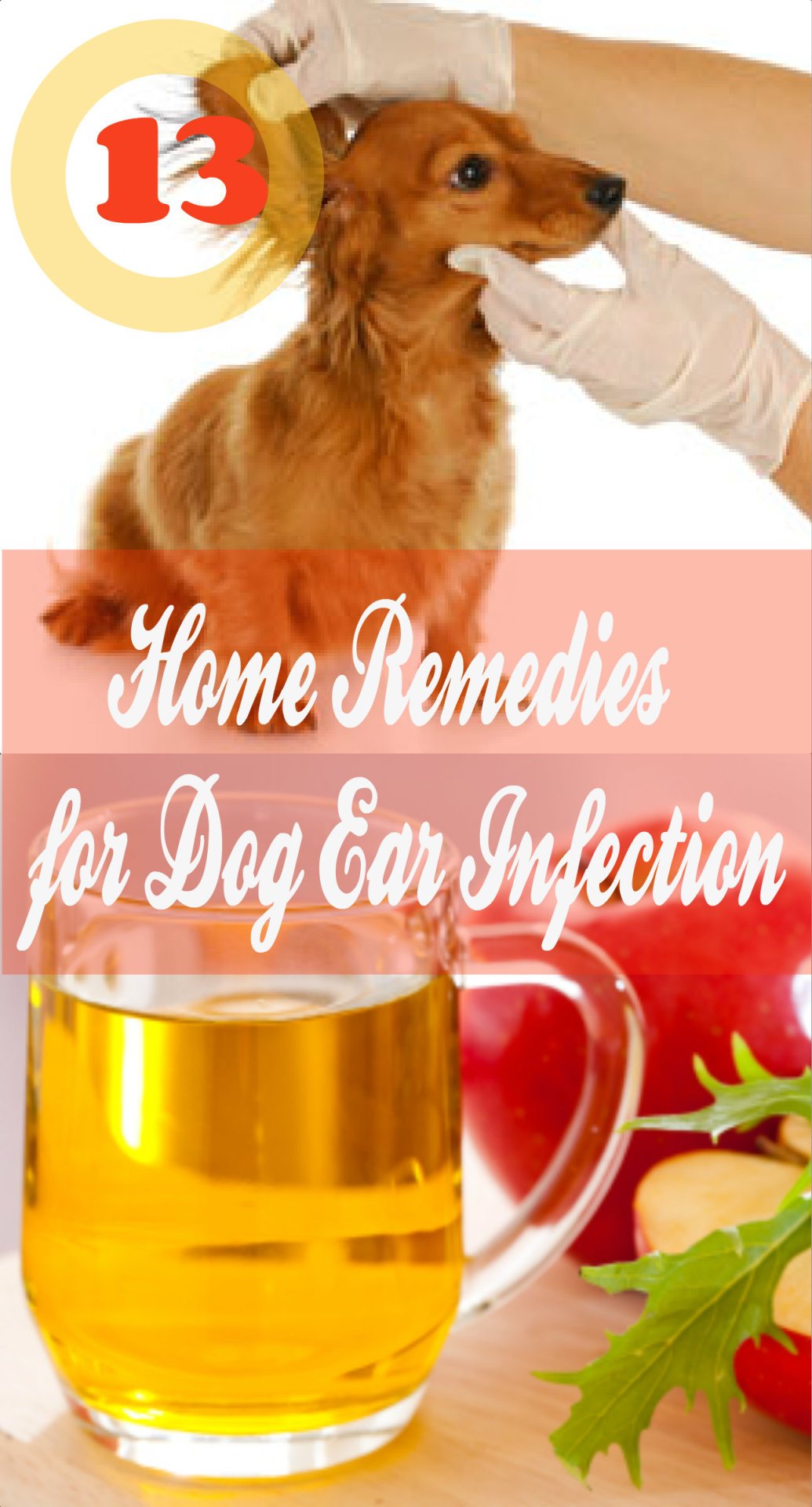 home remedy for dog ear infection coconut oil