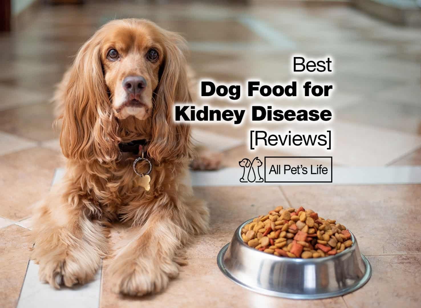 homemade diet for dog with kidney disease
