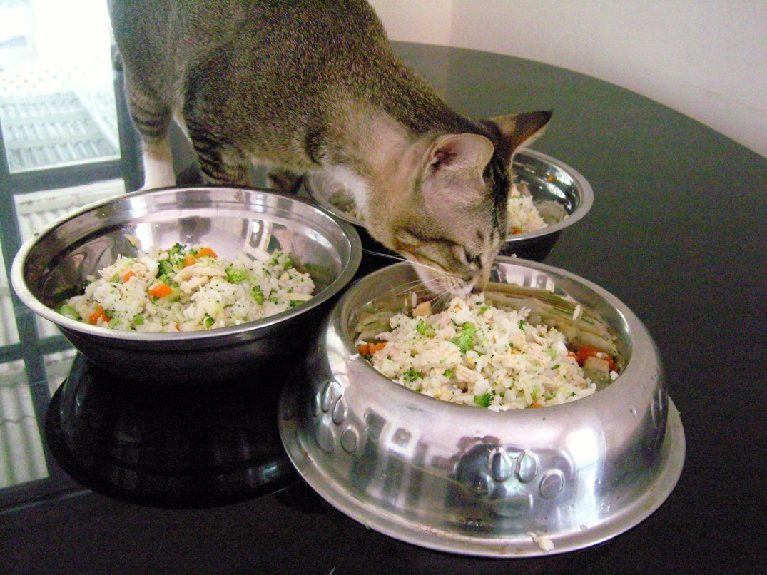 homemade food recipes for cats