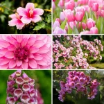 Pink Flowers for Your Garden